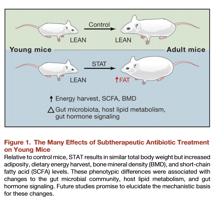 Antibiotics and lipogenesis